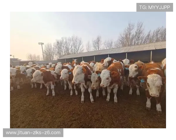 详细解析凯时尊龙人生就是博平台的用户反馈与评价